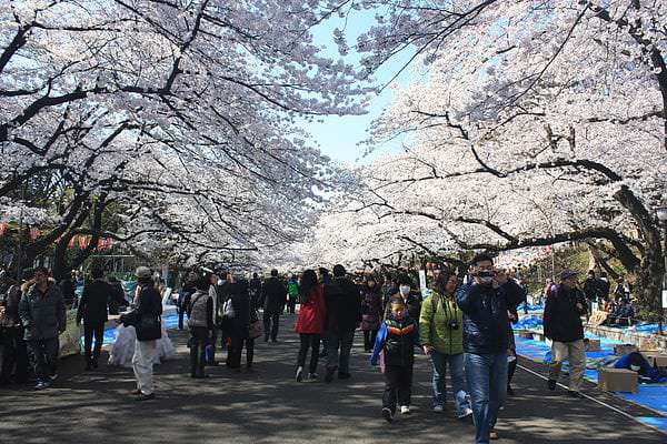 日本。東京 | 上野恩賜公園：春天經典賞櫻花好去處
