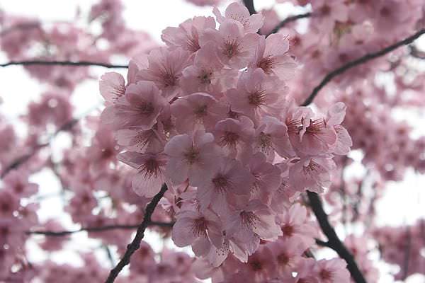 日本。東京 | 上野恩賜公園：春天經典賞櫻花好去處