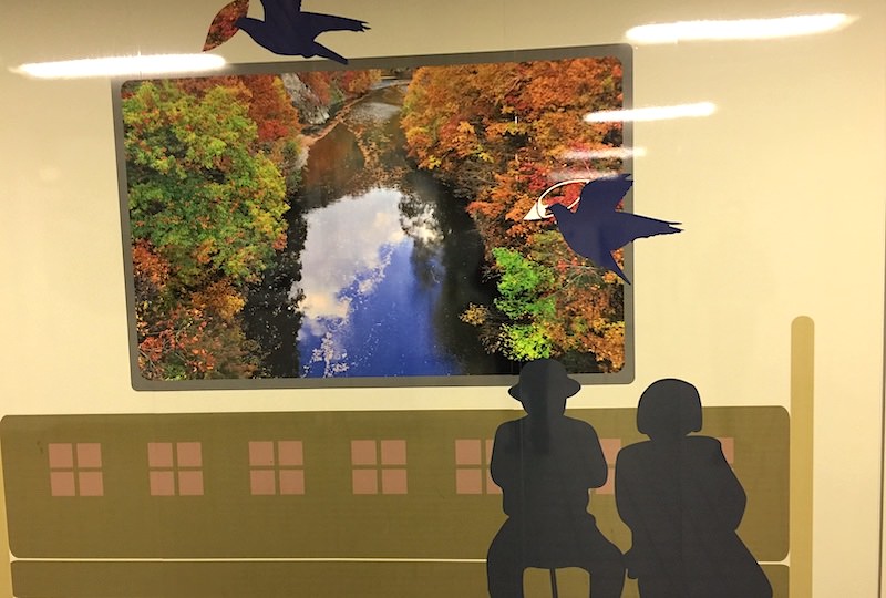北海道 | 札幌：中島公園賞秋楓，與烏鴉近距離接觸初體驗