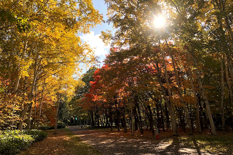 北海道 | 札幌《真駒內公園》探訪深秋限定的絕美賞楓景點