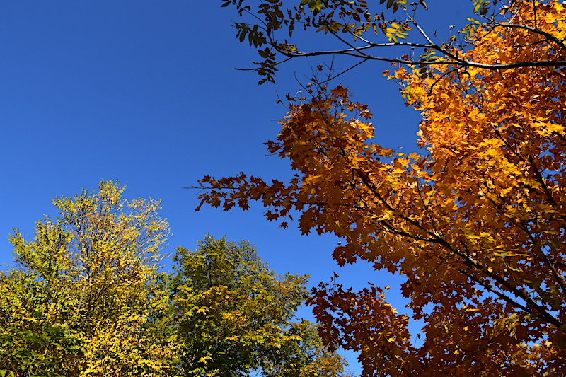 北海道 | 札幌《真駒內公園》探訪深秋限定的絕美賞楓景點
