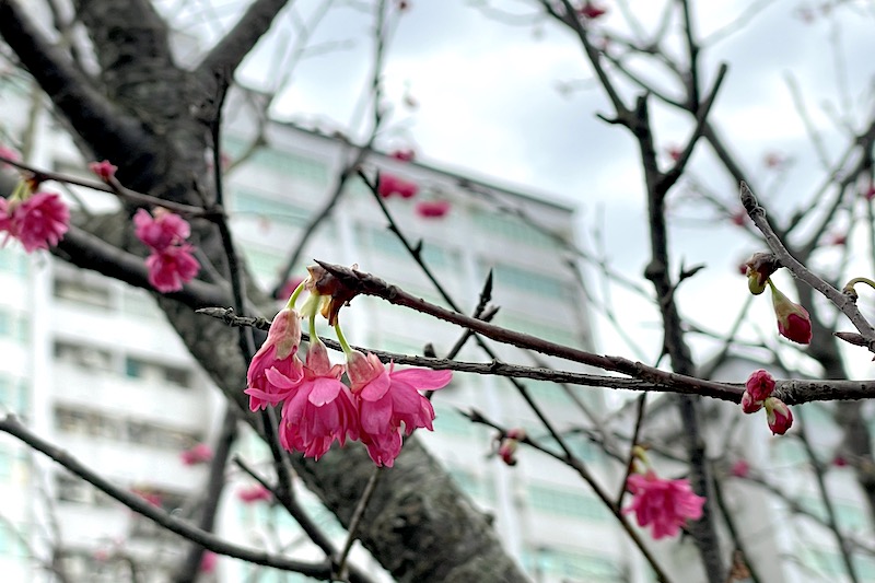 2022春季到台北市7個綺麗花海賞花趣