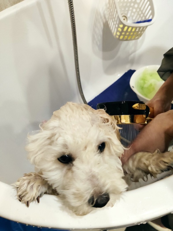 三個月大的幼犬適合洗澡美容嗎？以貴賓狗為例