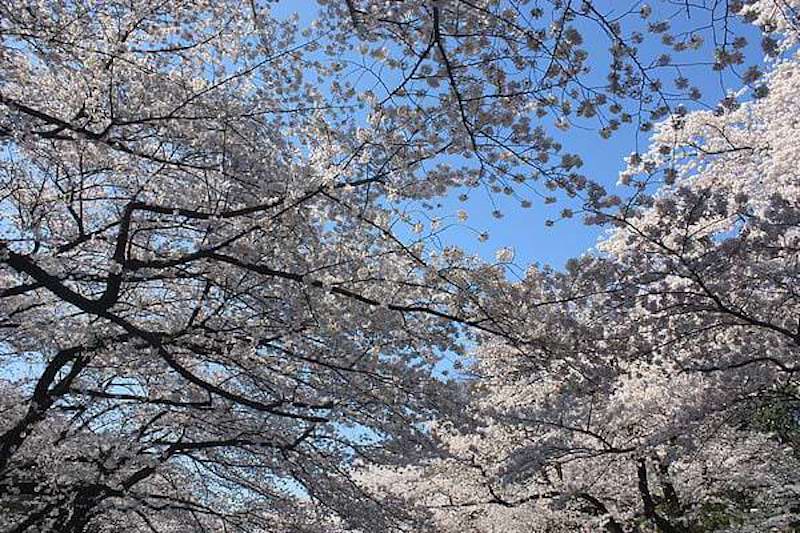 一個人春天去日本賞櫻遊回憶錄