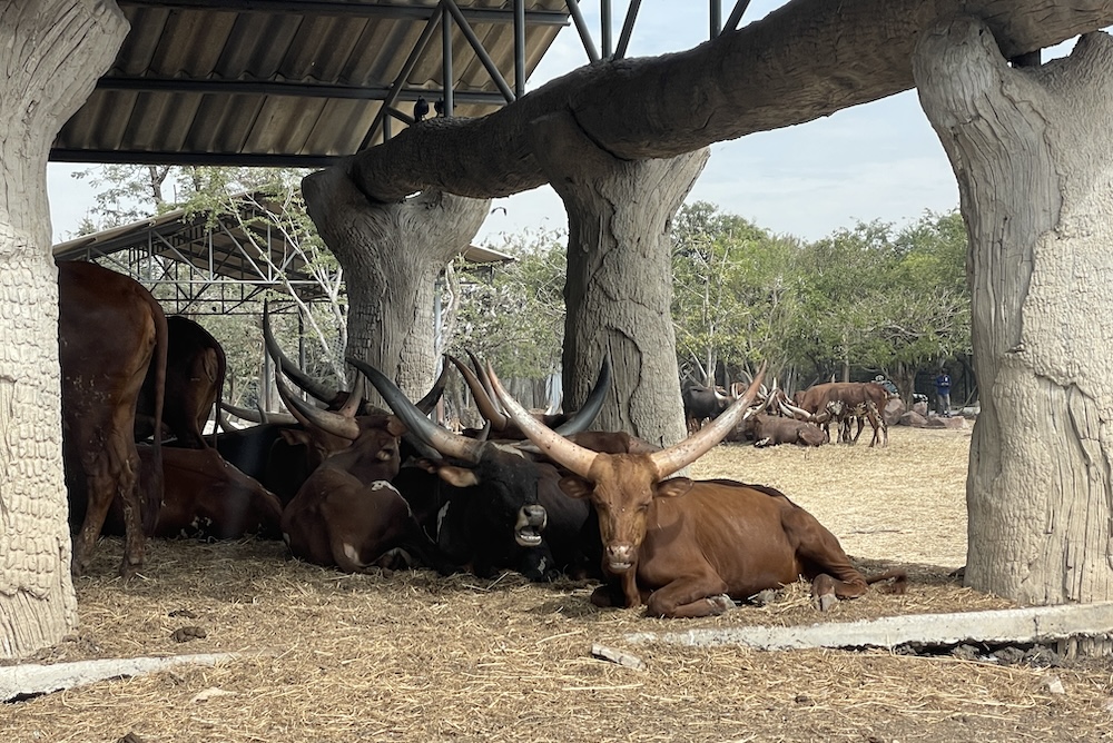 泰國 | 曼谷賽佛瑞野生動物園包車一日遊