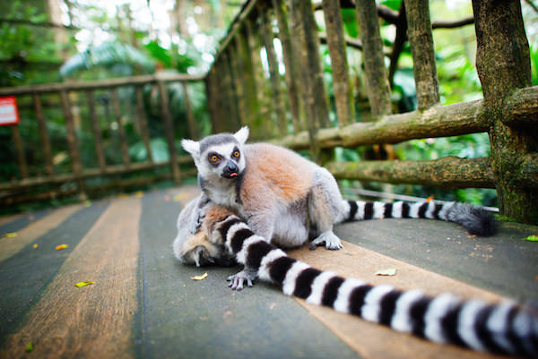 2015_Singapore Zoo_Hi-Res_17 (Danny Santos).jpg